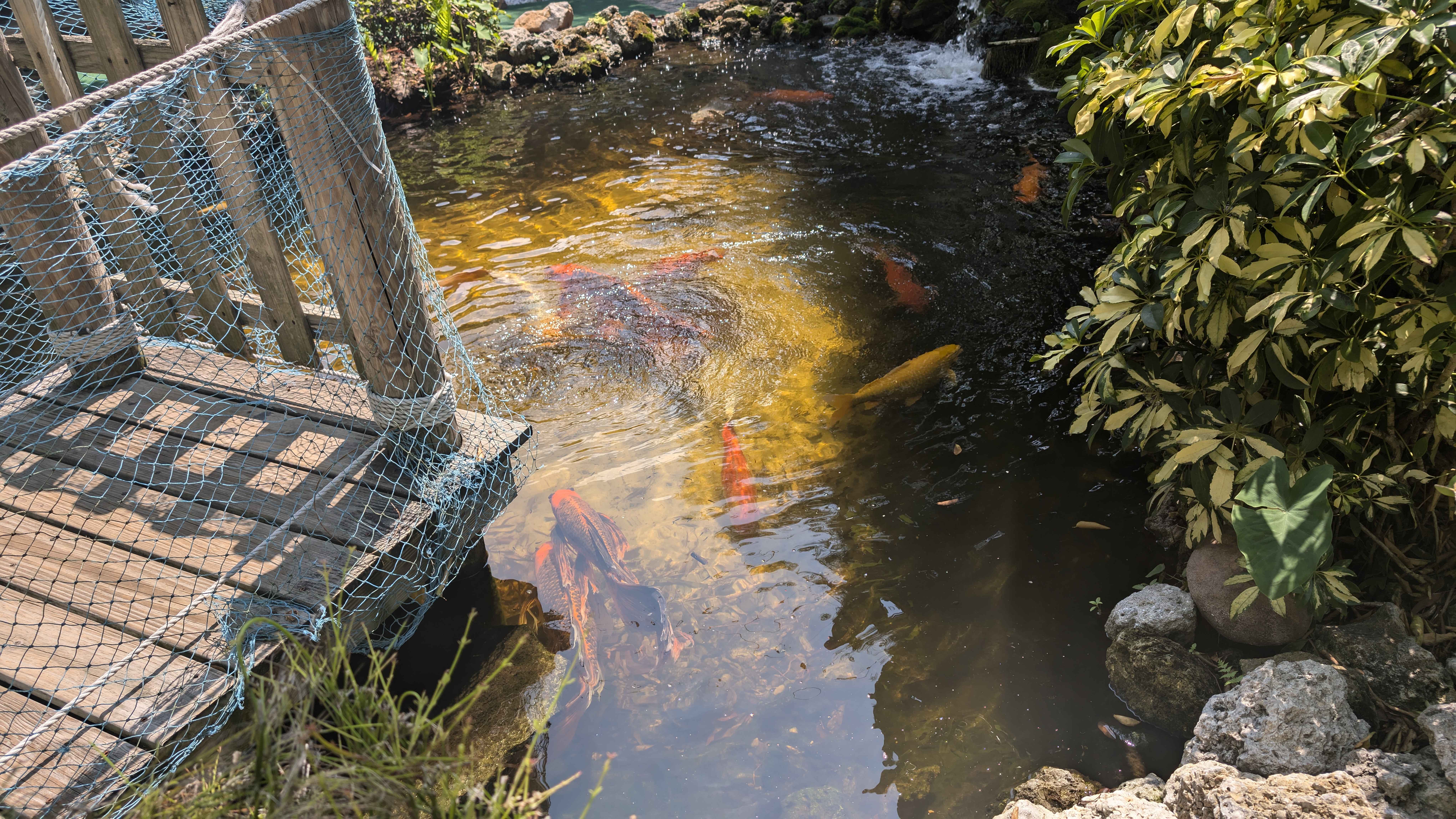 Koi fish